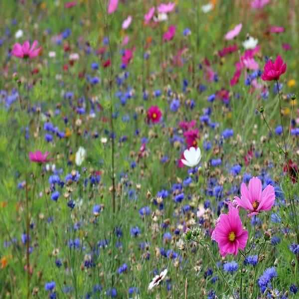 Wildflower mix seed packets: A wildflower seed packet that contains a mix of different wildflower seeds. A wildflower seed packet that will create a diverse and colorful garden. A wildflower seed packet that is perfect for attracting pollinators and other beneficial insects.