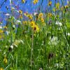 Wildflower seed packets for bees: A wildflower seed packet that will attract bees to your garden. A wildflower seed packet that is beneficial to bees and other pollinators. A wildflower seed packet that will help to create a bee-friendly garden.