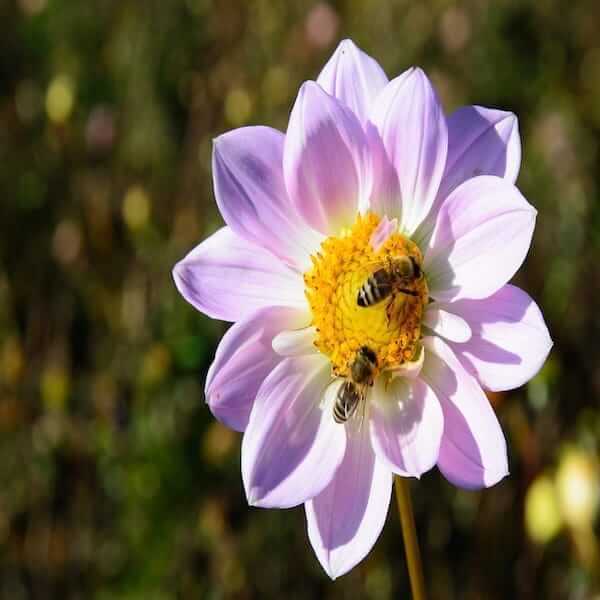 Bee friendly seeds: Bee friendly seeds to support local bees and other pollinators.