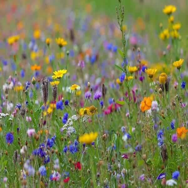 best wild meadow seeds uk