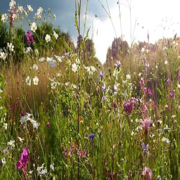 best wildflower seeds uk meadow