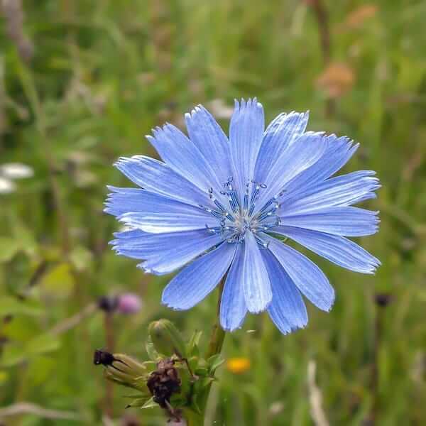 Chicory seed packets. A wildflower seed packet with a name on it A wildflower seed packet with a special message Wildflower seeds for a personal touch Wildflower seeds for loved ones