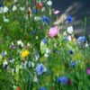 Image of a variety of wildflowers growing in a shaded area, including Lance-Leaved Coreopsis, Monkeyflower, Purple Coneflower, Rocket Larkspur, Shasta Daisy, Spurred Snapdragon, Sweet William Pinks, and Tussock Bellflower. flower seeds that grow in shade