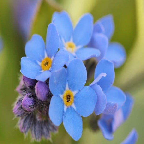forget me not plant seeds