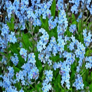 forget me not seeds for funeral