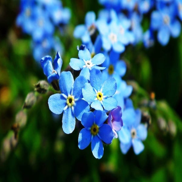 forget me nots seed