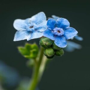 Chinese Forget Me Nots Seeds: Cynoglossum Amabile Blue