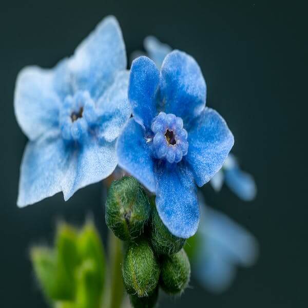 chinese forget me nots seeds