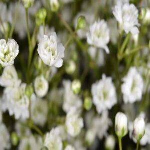 Gypsophila Seeds Online: Baby's Breath Seeds