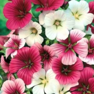 Malope Trifida Mixed Seed: Nature’s Palette