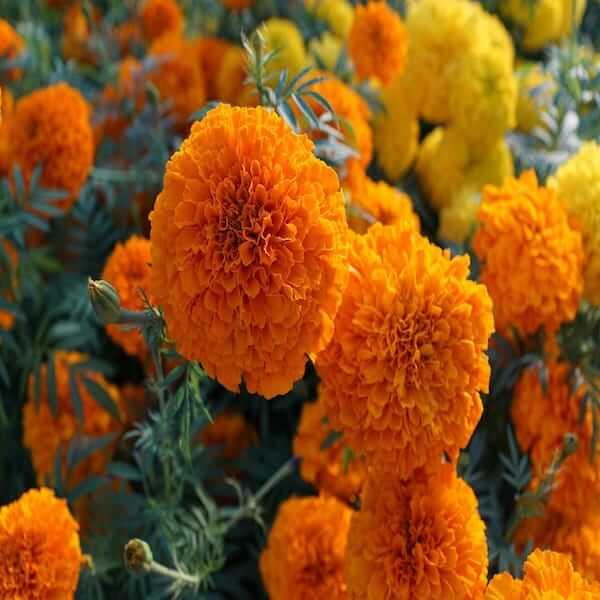 marigold french bonita