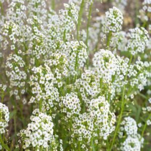 white gypsophila flower seeds