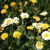 Chrysanthemum Coronarium