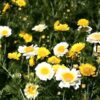 Crown daisy mixed seeds