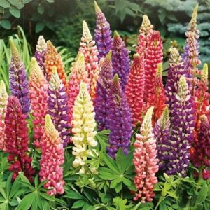 RUSSELL LUPINE SEED MIX LUPINE RUSSELL HYBRID