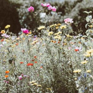 Wildflower garden seeds online