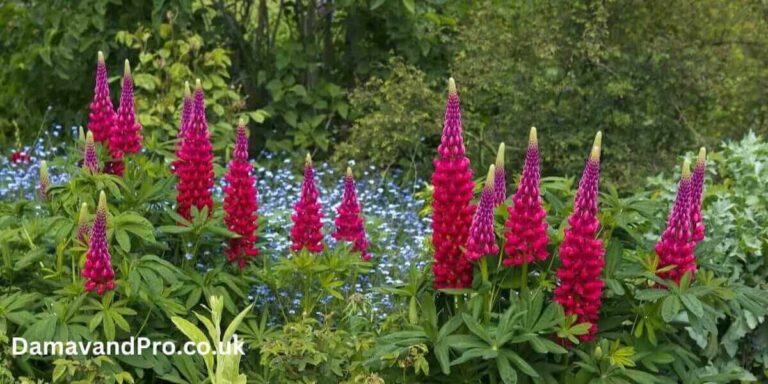 How To Grow Lupines