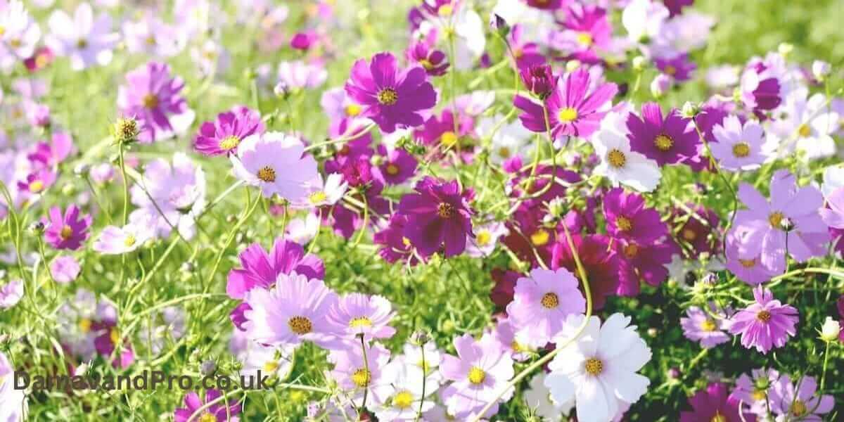 How to Grow Cosmos