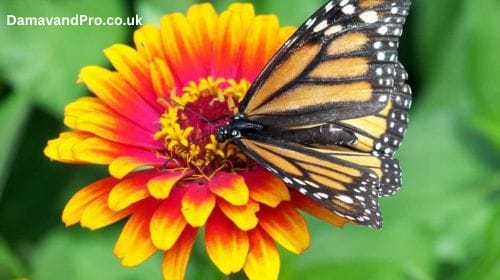 Learn how to grow zinnias from seed