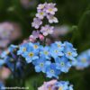 Mixed Forget-Me-Not Seeds
