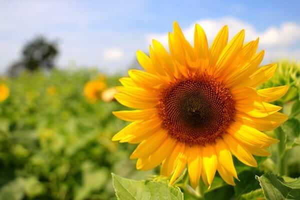 Nurturing Sunflowers