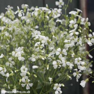Saponaria Soapwort Saponaria vaccaria white beauty seeds