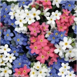 Mixed Forget Me Not Seeds: Alpestris Mixed