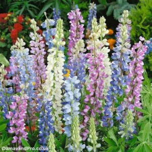 Lupinus Hartwegii Mixed Seeds