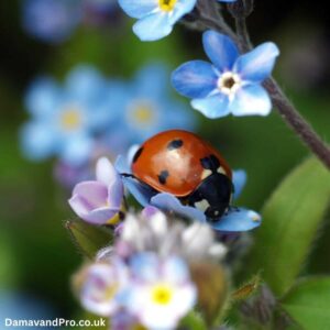 mixed forget me not seeds