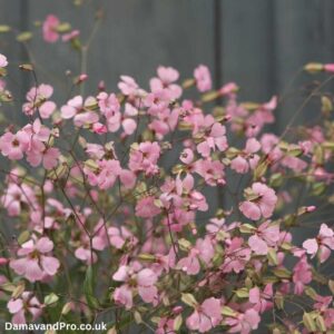 saponaria vaccaria pink beauty