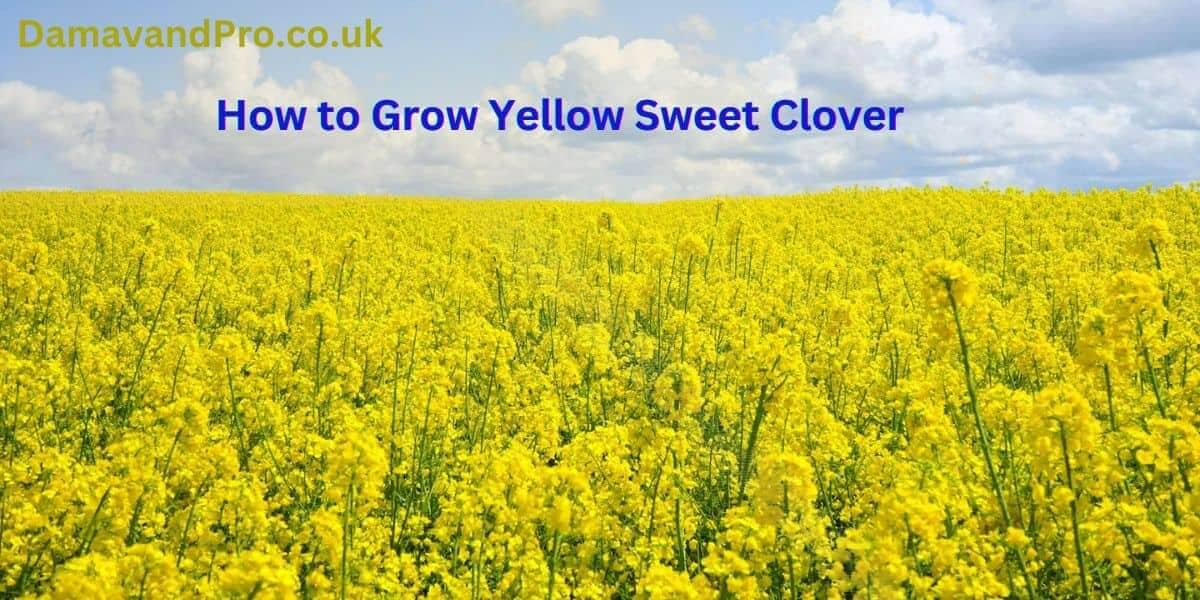 Grow Yellow Sweet Clover