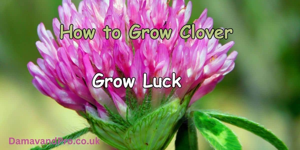 How to Grow Clover
