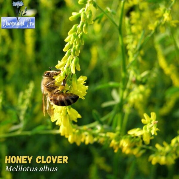 Sweet Clover Seed (Melilotus officinalis) Yellow Blossom