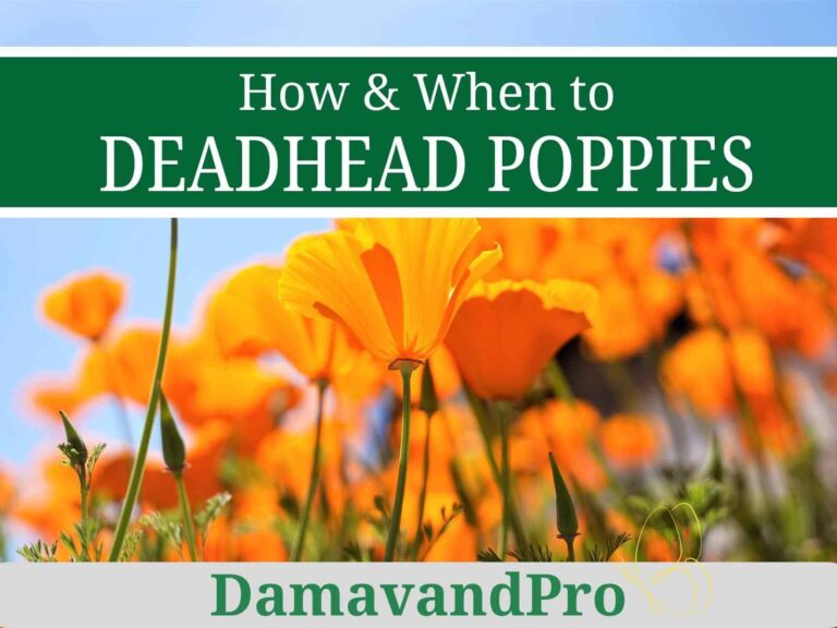 How to Deadhead Poppies