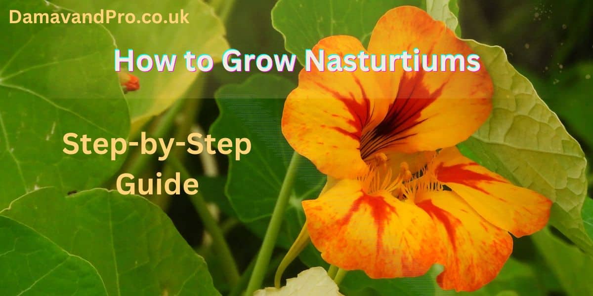 How to Grow Nasturtiums? Where to Grow Nasturtiums