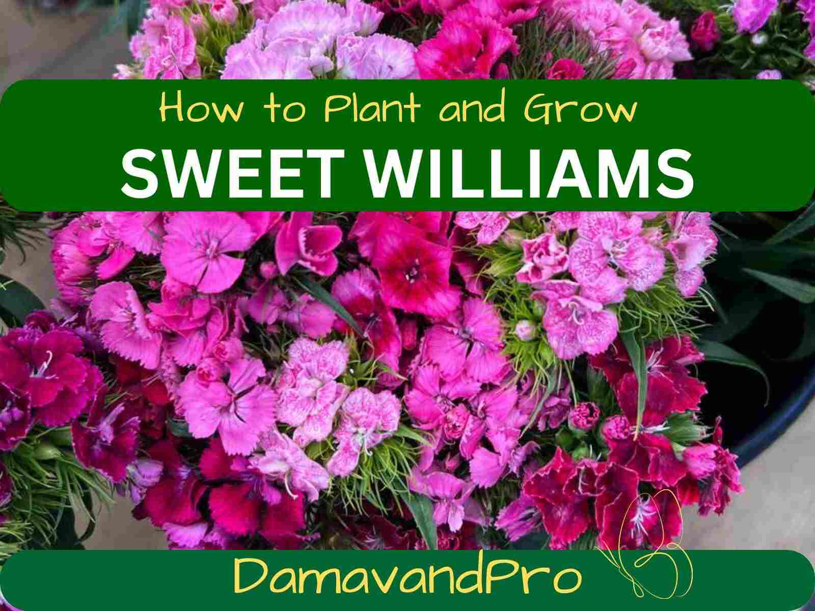 How to Grow Sweet William