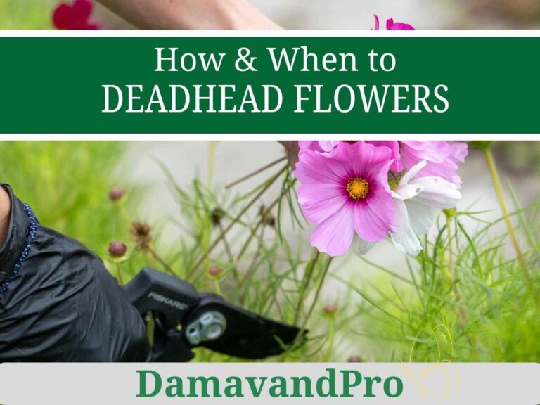 How To Deadhead Flowers