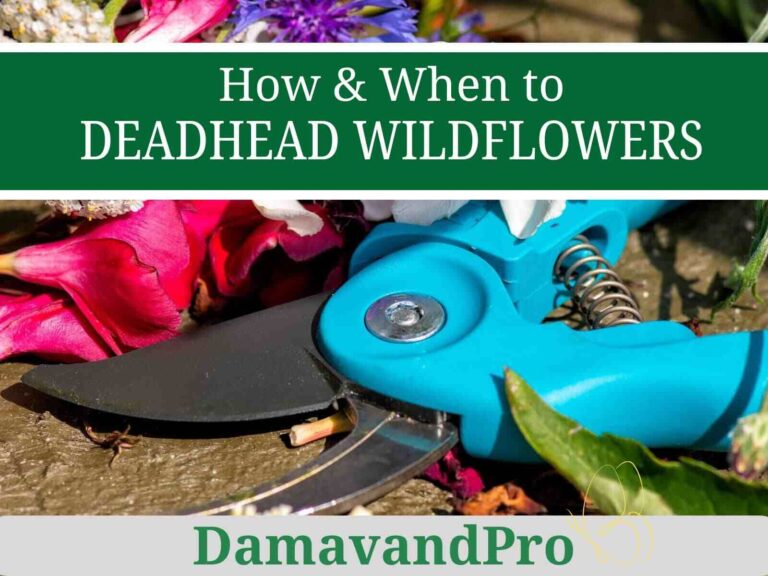 how to deadhead wildflowers