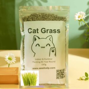 Fresh green cat grass growing from seeds in a small pot