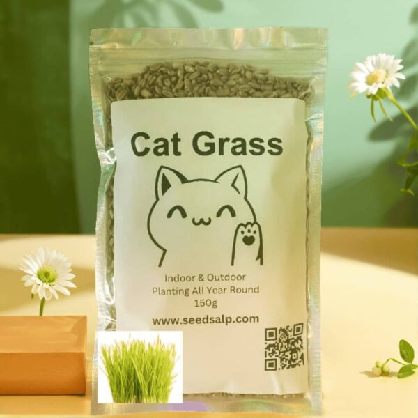 Fresh green cat grass growing from seeds in a small pot