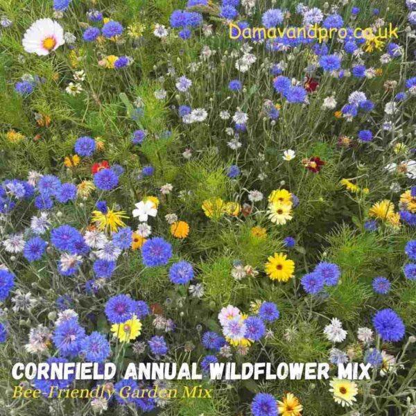 Cornfield Annual Wildflower Seeds Mix