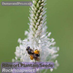 Harvested Plantago Lanceolata seeds ready for planting