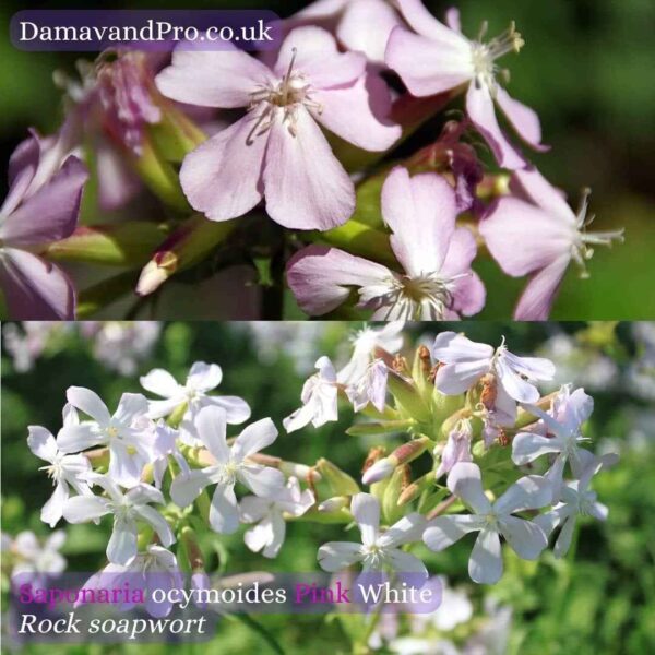 Saponaria ocymoides Pink White Seeds Rock Soapwort Tumbling Ted