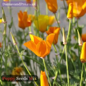 High-quality premium poppy seeds mix bulk displayed in a garden setting.